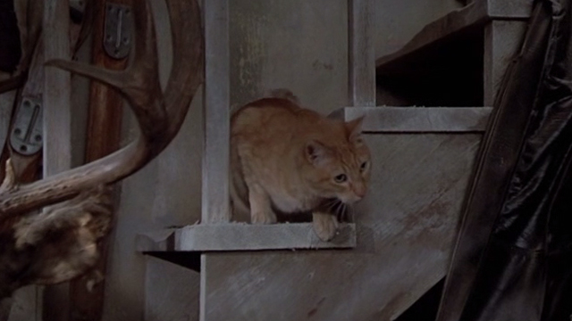 Crackers - orange tabby cat on stairway