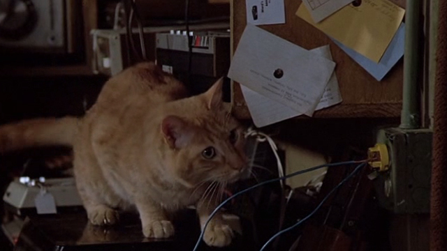 Crackers - orange tabby by wires