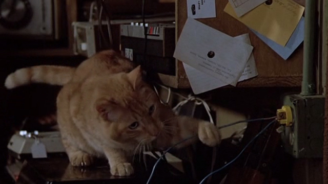 Crackers - orange tabby cat pawing wire