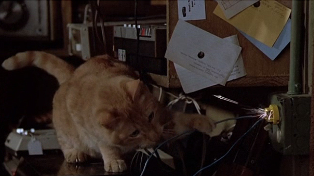 Crackers - orange tabby pawing at sparking wires