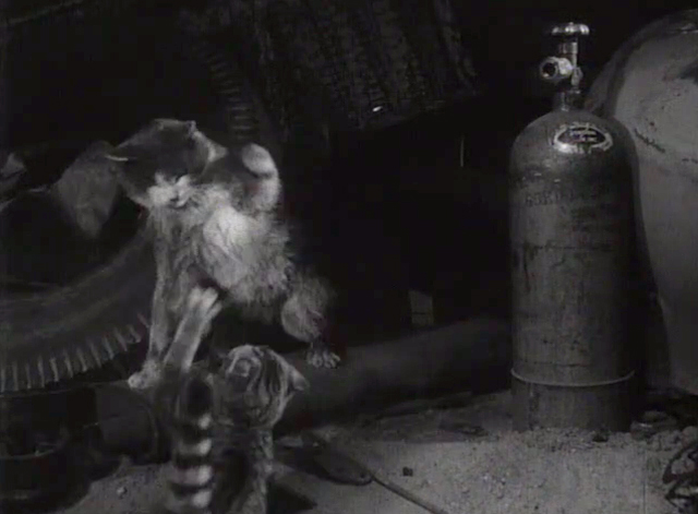 The Crawling Hand - grey and white cat fighting with shorthair tabby cat in scrap yard