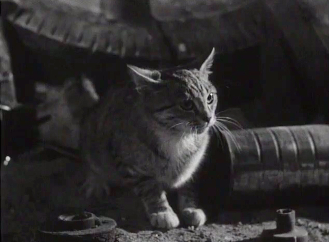 The Crawling Hand - shorthair tabby cat in scrap yard