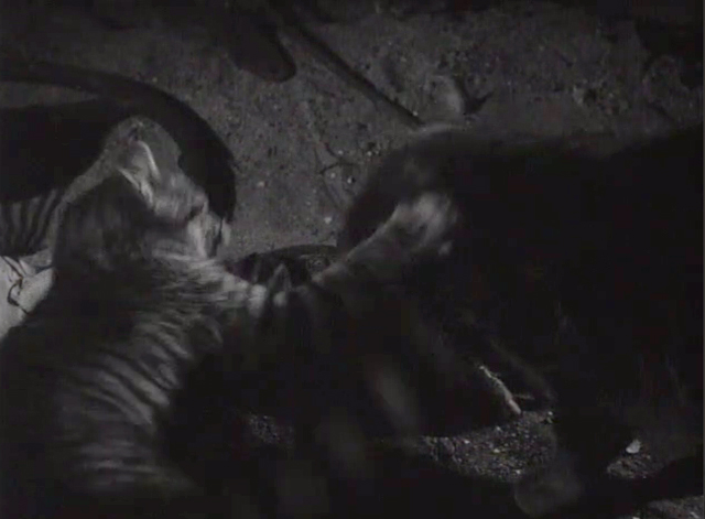 The Crawling Hand - grey and white cat and tabby cat fighting over crawling hand in scrap yard