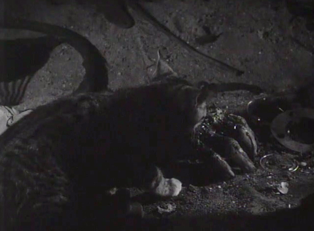 The Crawling Hand - tabby cat eating at crawling hand in scrap yard