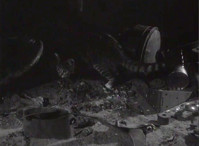 The Crawling Hand - tabby cat in scrap yard