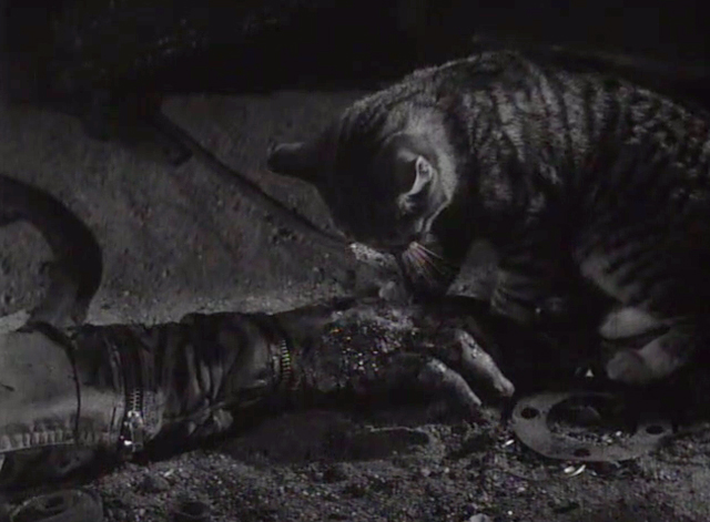 The Crawling Hand - tabby cat chewing at the crawling hand in scrap yard