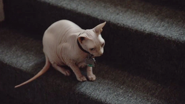 Crazy, Not Insane - Sphynx cat sitting on stairs