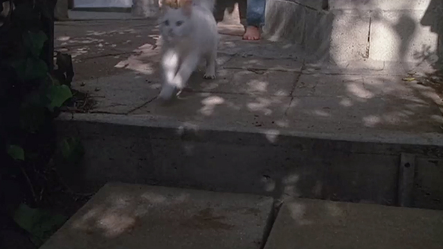 Creator - white cat Penelope running
