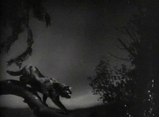 The Creeper - black cat walking down tree branch