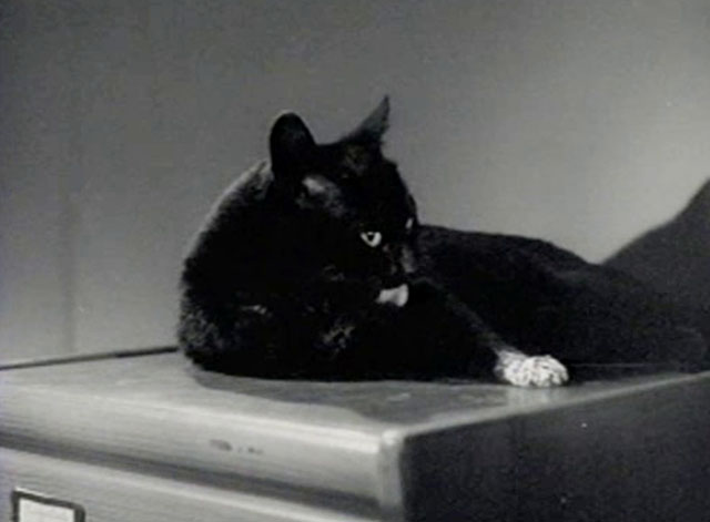 The Creeper - black cat with white paw preening on file cabinet