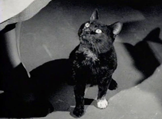 The Creeper - black cat with white paw sitting on floor looking up