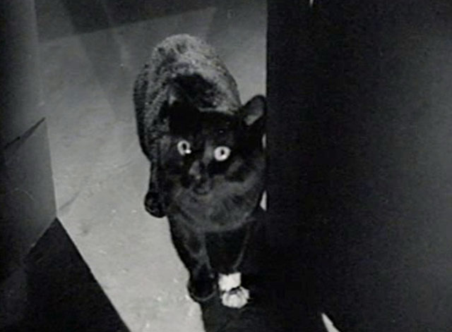 The Creeper - black cat with white paw standing and looking up