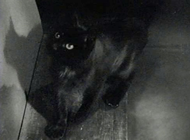 The Creeper - black cat on booth