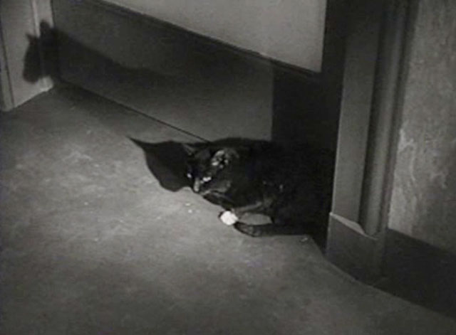 The Creeper - black cat with white paw sitting beside door