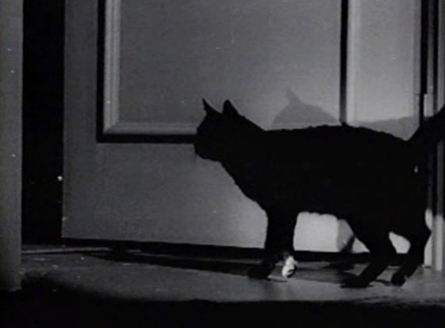 The Creeper - black cat with white paw standing by open doorway