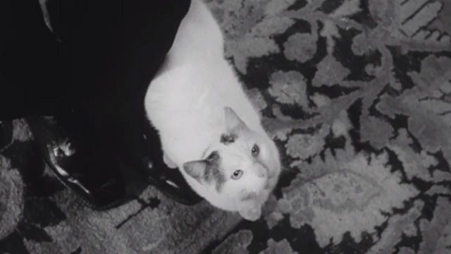 Cremator - white cat with black tabby markings Roxana at feet of Karel Kopfrkingl