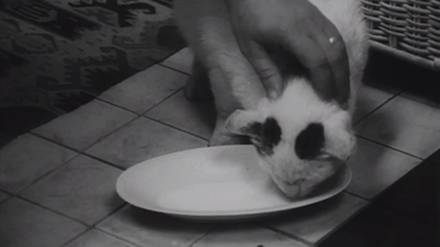 Cremator - white cat with black tabby markings Roxana being petted by Karel Kopfrkingl white drinking milk