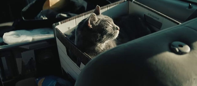 Crime 101 - gray tabby cat in file box in car