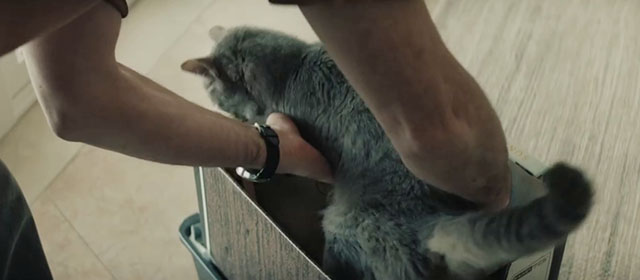 Crime 101 - gray tabby cat being lifted out of file box