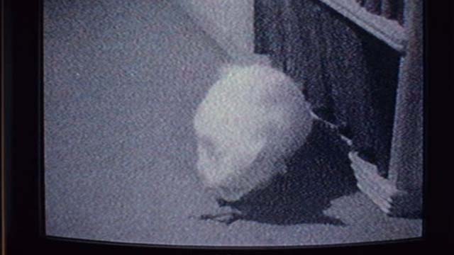 The Crime of Padre Amaro - white cat eating steak on ground from old film