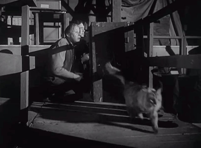 The Crooked Way - Petey Percy Helton watching longhair tabby cat Sampson run away with Eddie John Payne hiding behind crates