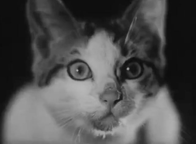 Cross of Love - Rakkauden risti - close up of tabby and white kitten's face