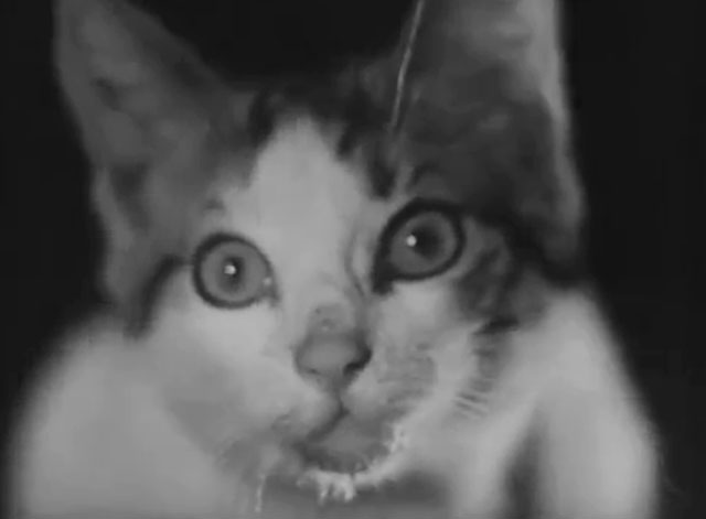 Cross of Love - Rakkauden risti - close up of tabby and white kitten's face