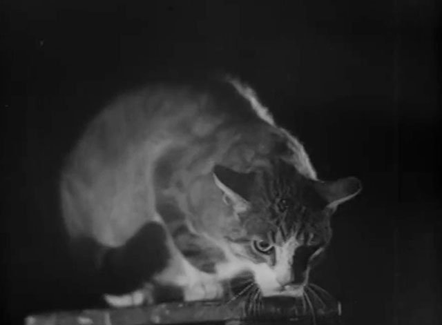 Cross of Love - Rakkauden risti - tabby and white cat hunched over