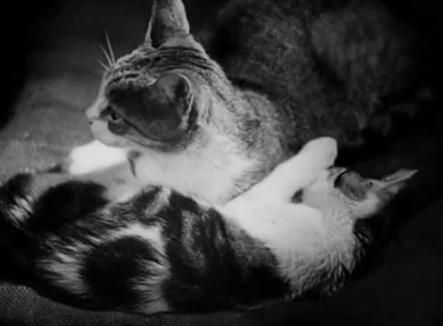 Cross of Love - Rakkauden risti - two tabby and white cats laying next to each other