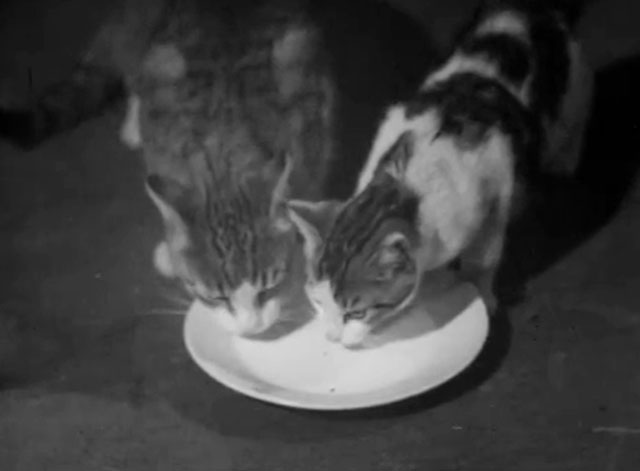 Cross of Love - Rakkauden risti - tabby and white cats drinking milk from saucer