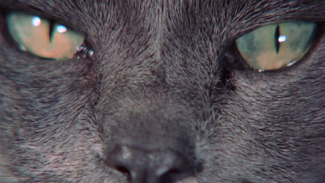 Crucible of Horror - extreme close up of gray cat with green eyes