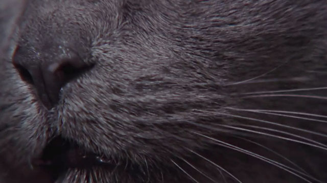 Crucible of Horror - extreme close up of gray cat's whiskers