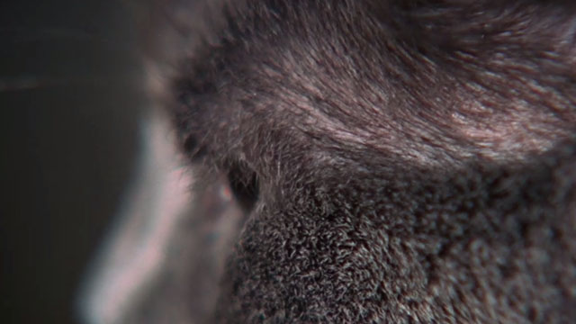 Crucible of Horror - extreme close up of side view of gray cat's eye