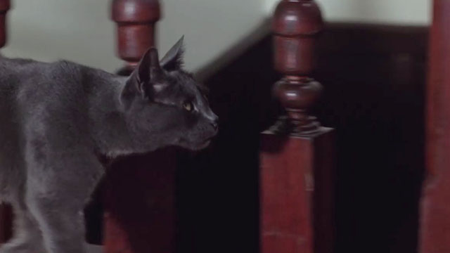 Crucible of Horror - gray cat passing stair railings