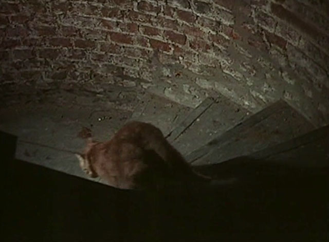 Cry Wolf - cat moving down spiral staircase