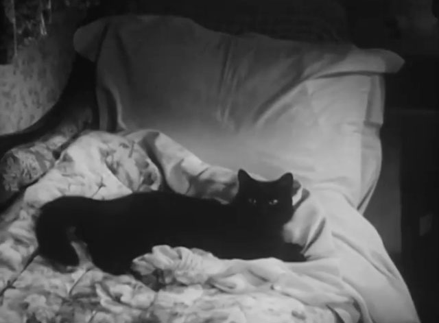 The Cure for Love - black cat lying on bed