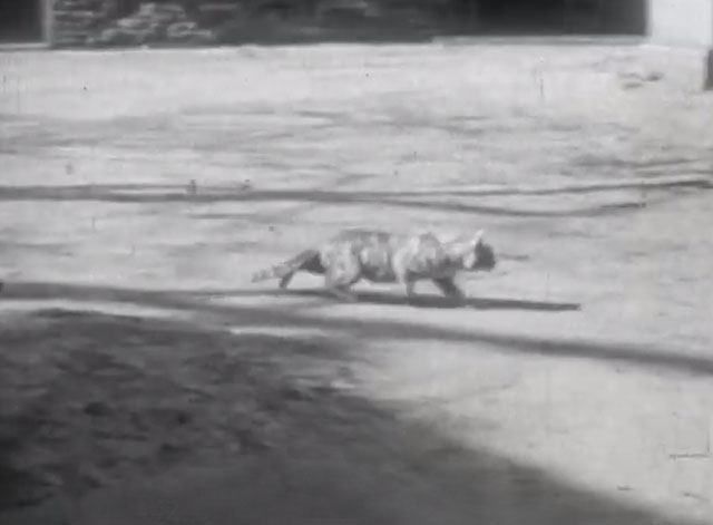 Curiosity Killed a Cat - ginger tabby cat walking across open ground