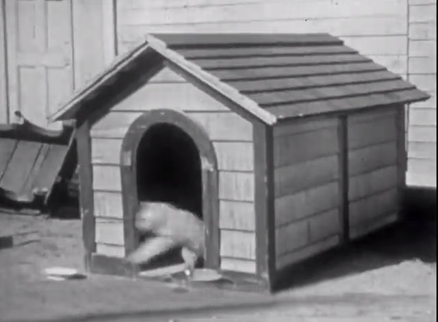 Curiosity Killed a Cat - ginger tabby cat leaping from dog house
