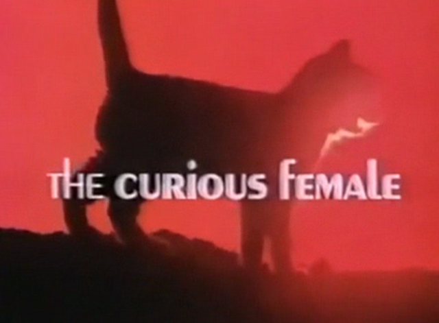 The Curious Female - silhouetted kitten with title