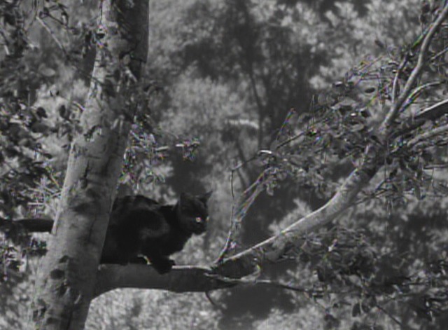 Curse of the Cat People black cat in tree