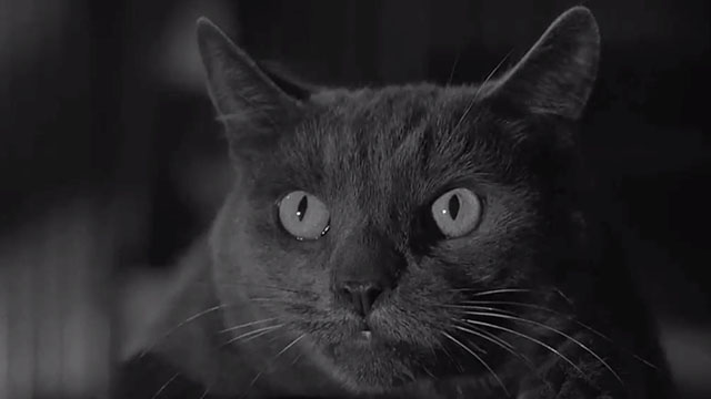 Curse of the Demon - close up of grey Grimalkin cat