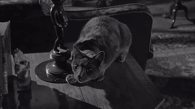 Curse of the Demon - grey Grimalkin cat on table