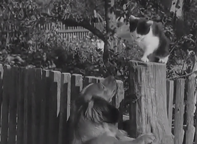 Dachshund Village - tuxedo kitten on post swiping at dachshund