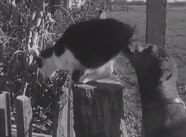 Dachshund Village - tuxedo kitten being nudged off post by dachshund