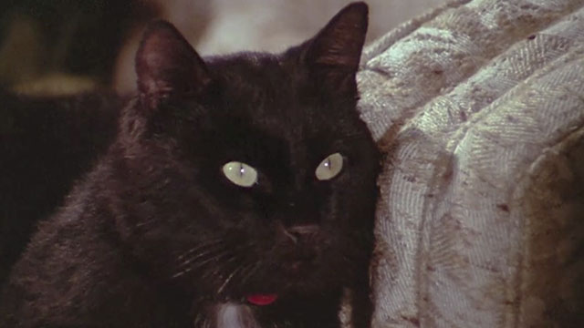 Daddy's Gone A-Hunting - black cat Prissy Bobbie Inn