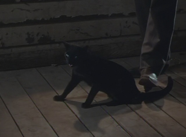 Dallas black cat tail