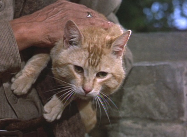 Darby O'Gill and the Little People - orange tabby cat Ginger close