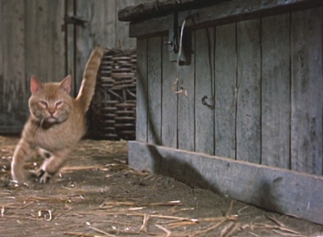 Darby O'Gill and the Little People - orange tabby cat Ginger running around corner