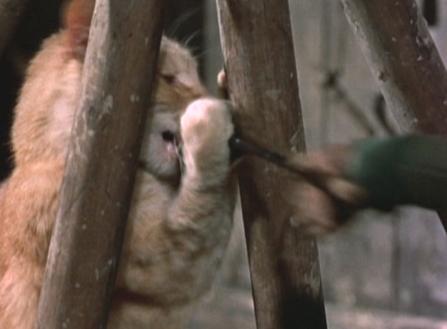 Darby O'Gill and the Little People - orange tabby cat Ginger pawing at extended leprechaun arm