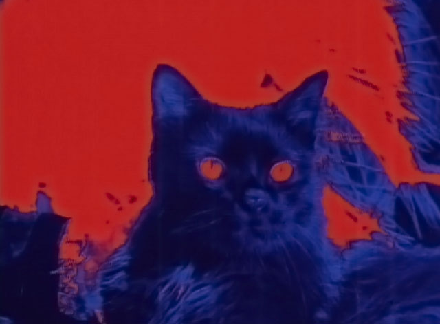Darker Than Night - longhair black cat Bécquer posterized